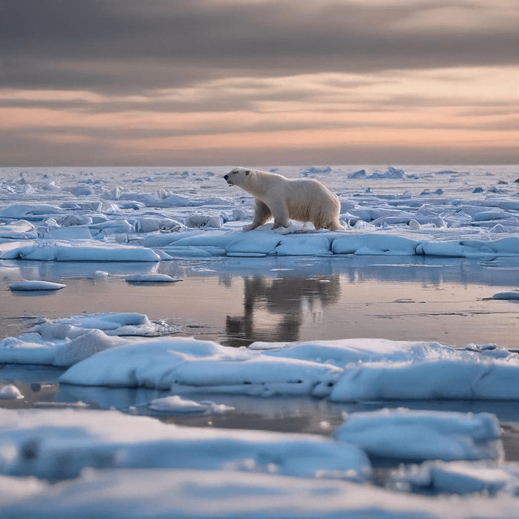 Cryosphere and Arctic