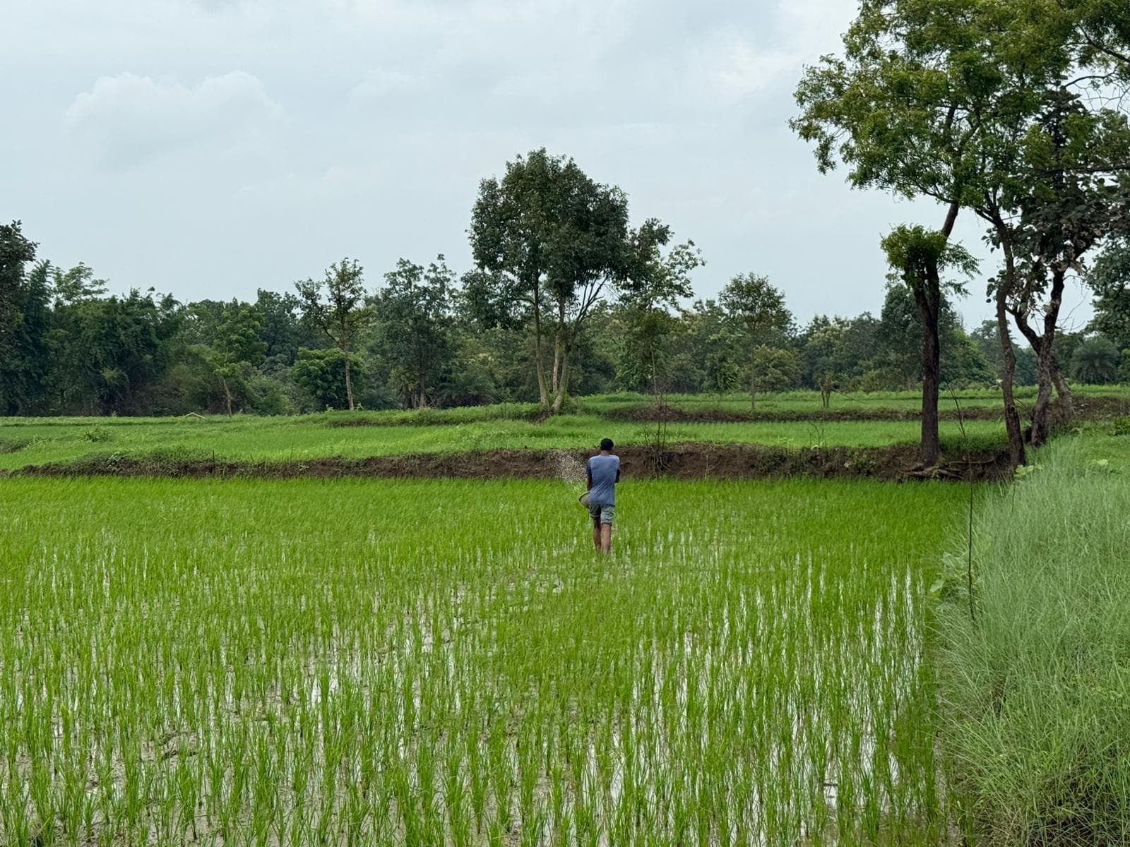 Working Title : AI-based characterization of methane emissions from paddy using satellite data