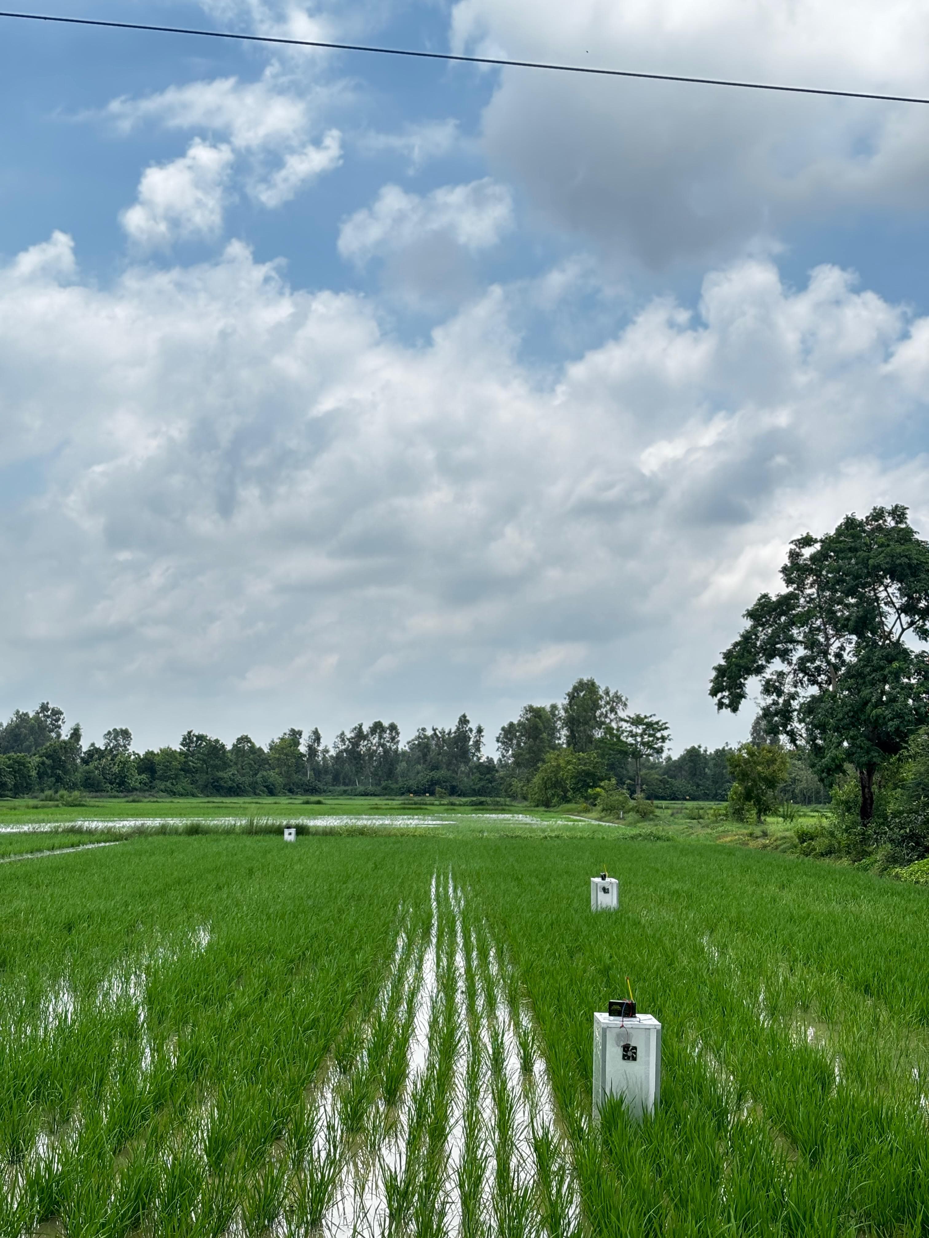 Working Title : Deep Dive Report on Climate Smart Rice Cultivation in India