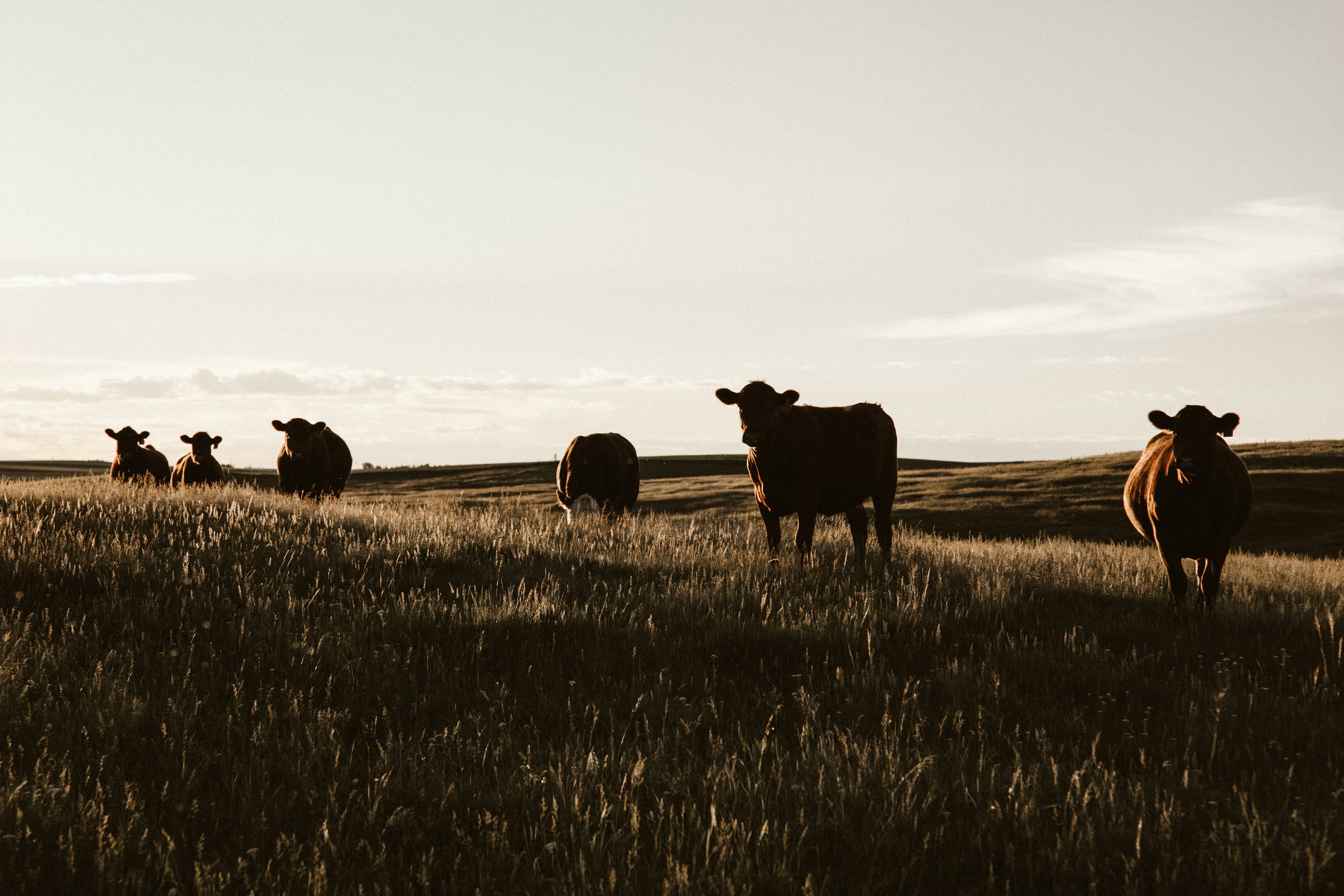 Working Title: Analysis of livestock population and Compressed BioGas systems in India